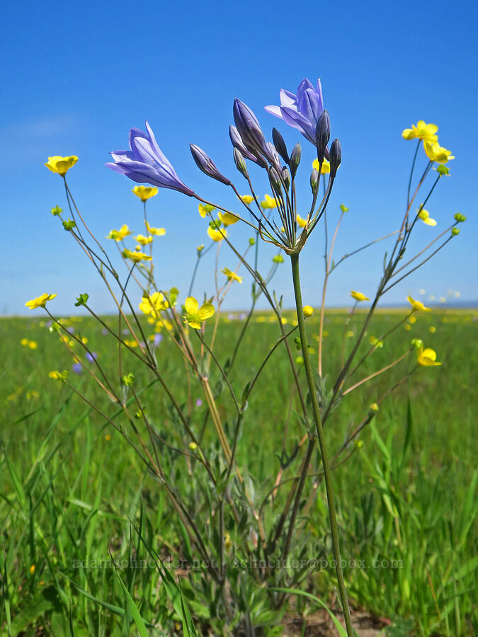 Ithuriel's spear & western buttercups (Triteleia laxa (Brodiaea laxa), Ranunculus occidentalis) [Vina Plains Preserve, Butte County, California]