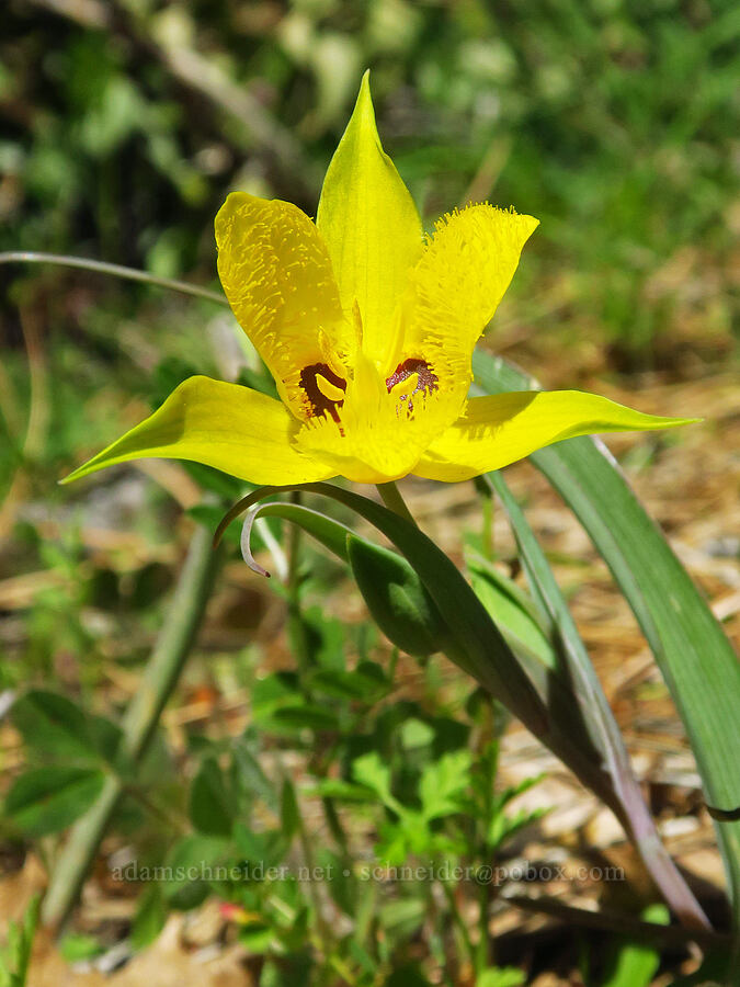 yellow star-tulip (Calochortus monophyllus) [Big Chico Creek Ecological Reserve, Butte County, California]