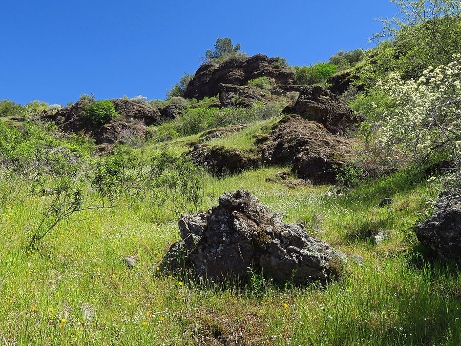 rocks & wildflowers [Big Chico Creek Ecological Reserve, Butte County, California]