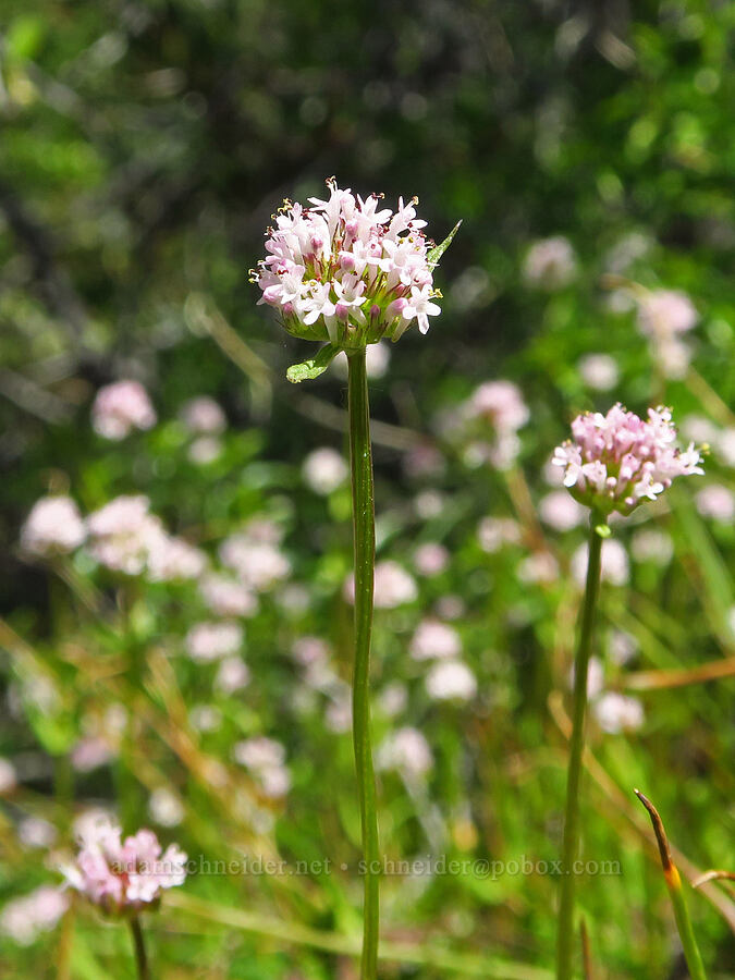 plectritis (which?) (Plectritis sp.) [Big Chico Creek Ecological Reserve, Butte County, California]