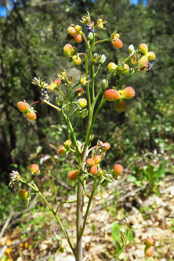 hound's-tongue fruits (Adelinia grandis (Cynoglossum grande)) [Big Chico Creek Ecological Reserve, Butte County, California]