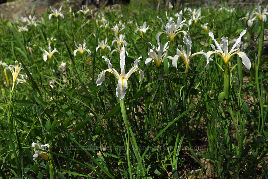 bowl-tube iris (Iris macrosiphon) [Big Chico Creek Ecological Reserve, Butte County, California]