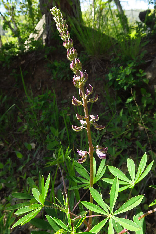 tall but non-shrubby lupine (Lupinus sp.) [Big Chico Creek Ecological Reserve, Butte County, California]