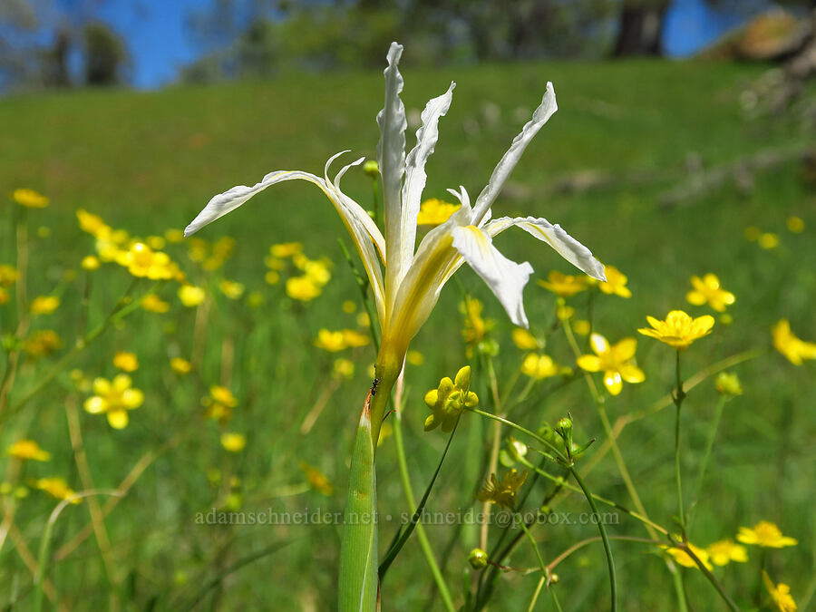 bowl-tube iris & buttercups (Iris macrosiphon, Ranunculus occidentalis) [Big Chico Creek Ecological Reserve, Butte County, California]
