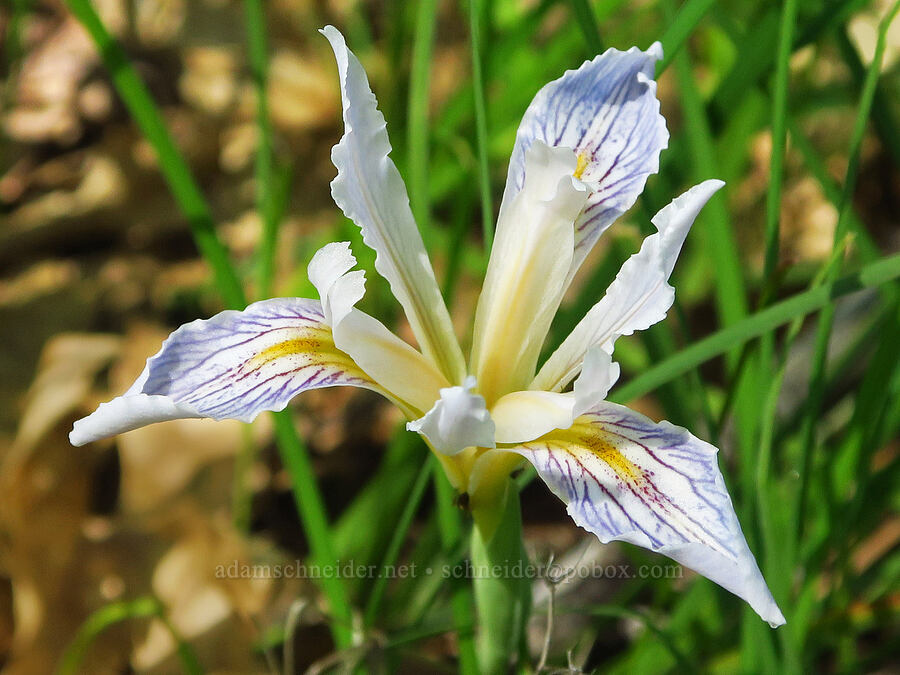 bowl-tube iris (Iris macrosiphon) [Big Chico Creek Ecological Reserve, Butte County, California]