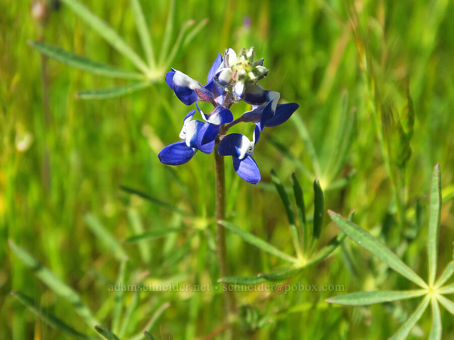 miniature lupine (Lupinus bicolor) [Big Chico Creek Ecological Reserve, Butte County, California]
