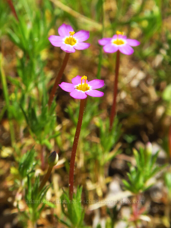baby-stars (Leptosiphon bicolor (Linanthus bicolor)) [Big Chico Creek Ecological Reserve, Butte County, California]