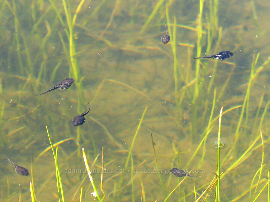 chorus frog tadpoles (Pseudacris sierra (Pseudacris regilla)) [Big Chico Creek Ecological Reserve, Butte County, California]