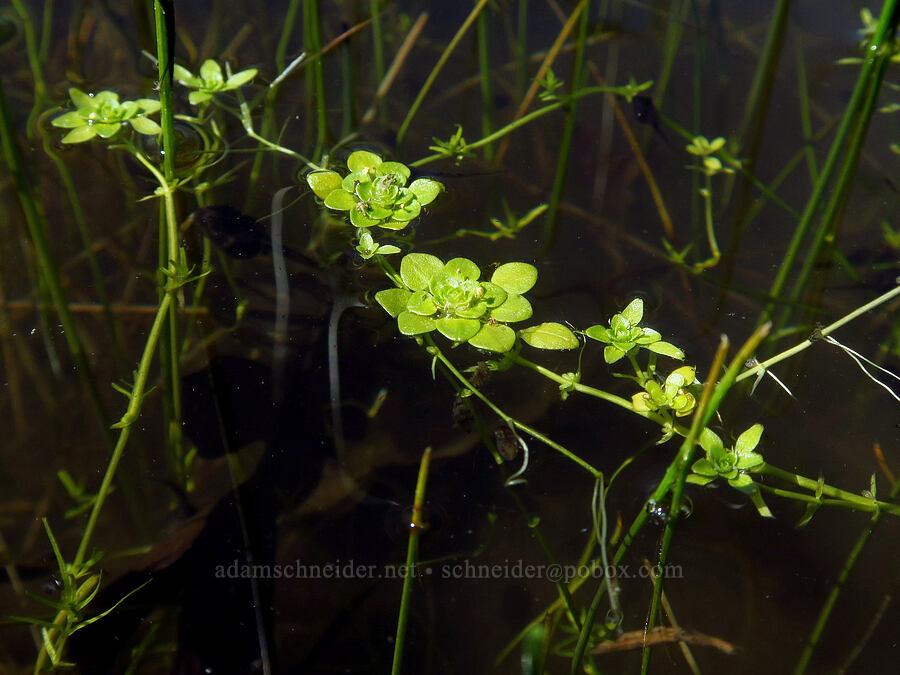 Bolander's water-starwort (Callitriche heterophylla ssp. bolanderi) [Big Chico Creek Ecological Reserve, Butte County, California]