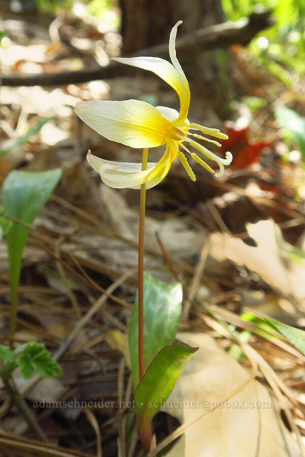 Sierra fawn lily (Erythronium multiscapideum) [Big Chico Creek Ecological Reserve, Butte County, California]