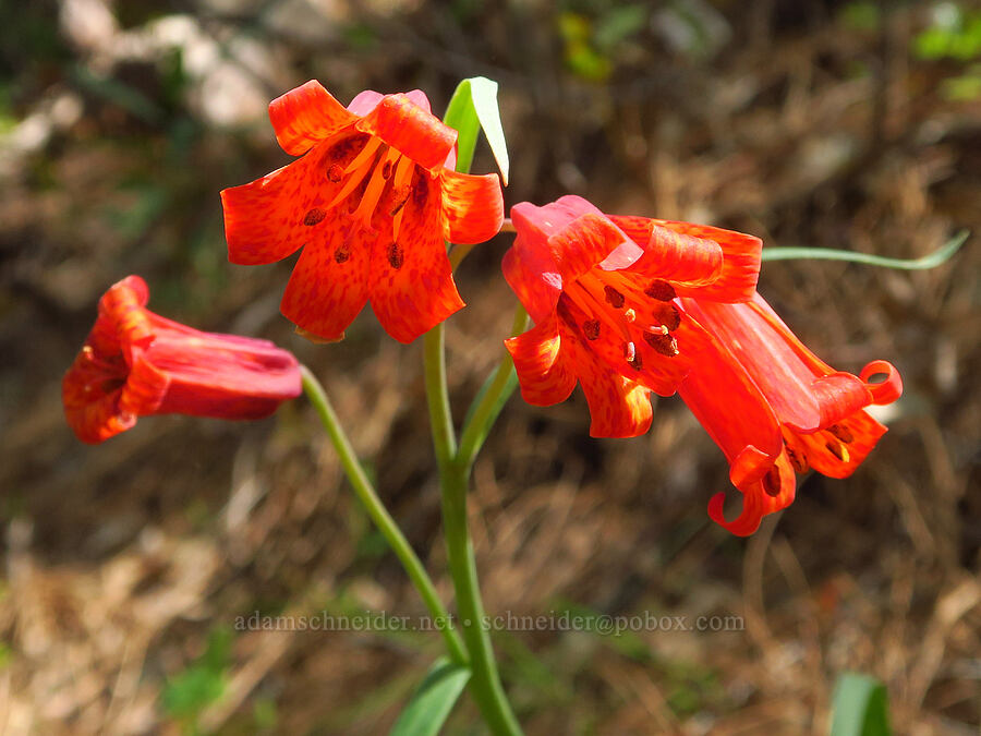 red bells (scarlet fritillary) (Fritillaria recurva) [Big Chico Creek Ecological Reserve, Butte County, California]