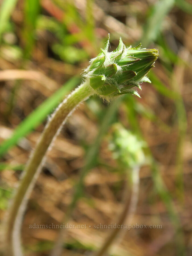 spear-leaf agoseris, budding (Agoseris retrorsa) [Big Chico Creek Ecological Reserve, Butte County, California]