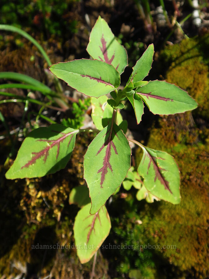 elegant clarkia leaves (Clarkia unguiculata) [Big Chico Creek Ecological Reserve, Butte County, California]