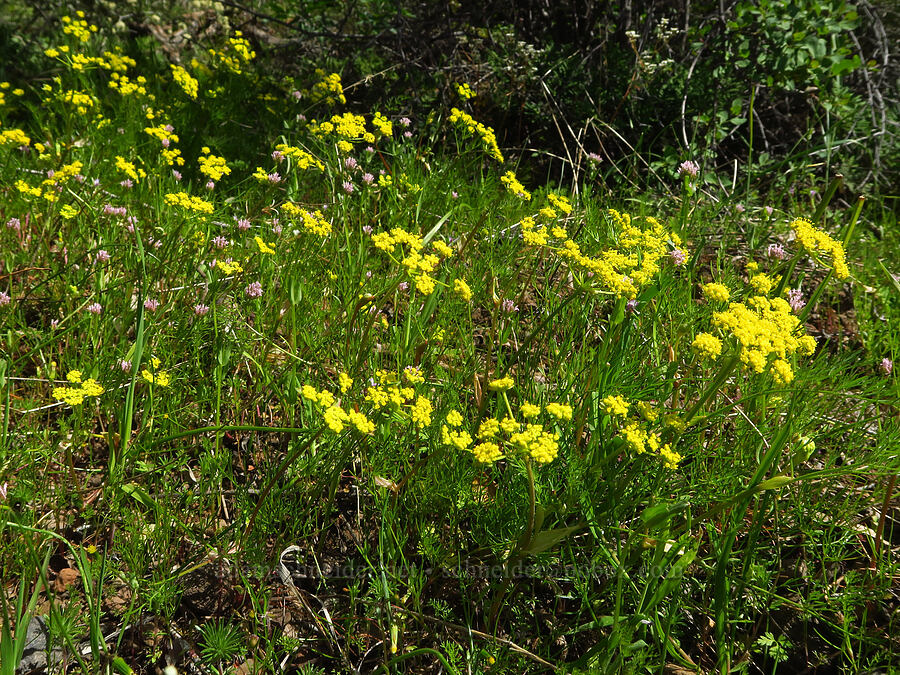 spring-gold desert parsley & plectritis (Lomatium utriculatum, Plectritis sp.) [Big Chico Creek Ecological Reserve, Butte County, California]