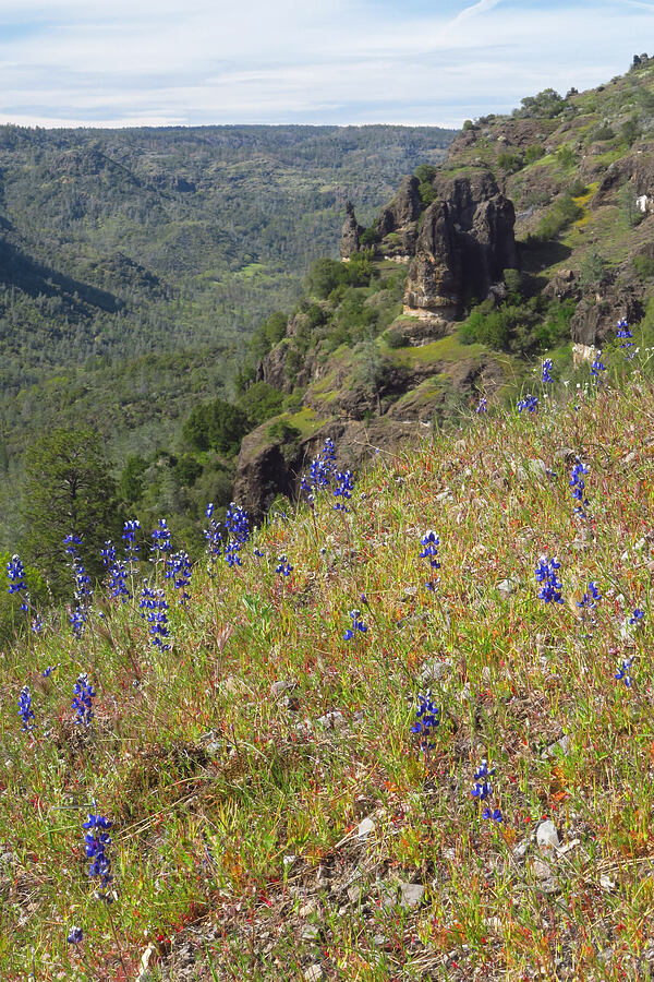 sky lupines (Lupinus nanus) [Big Chico Creek Ecological Reserve, Butte County, California]
