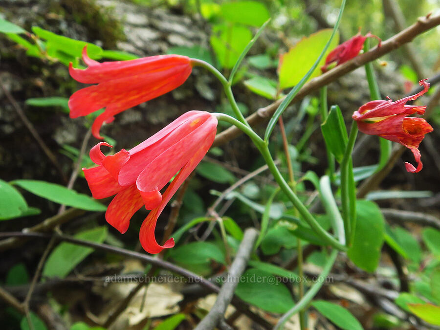 red bells (scarlet fritillary) (Fritillaria recurva) [Upper Bidwell Park, Chico, Butte County, California]