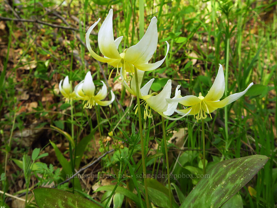 Sierra fawn lily (Erythronium multiscapideum) [Upper Bidwell Park, Chico, Butte County, California]