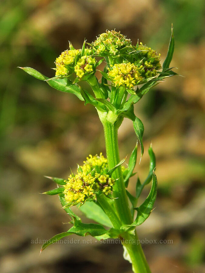 sanicle (which?) (Sanicula sp.) [Upper Bidwell Park, Chico, Butte County, California]