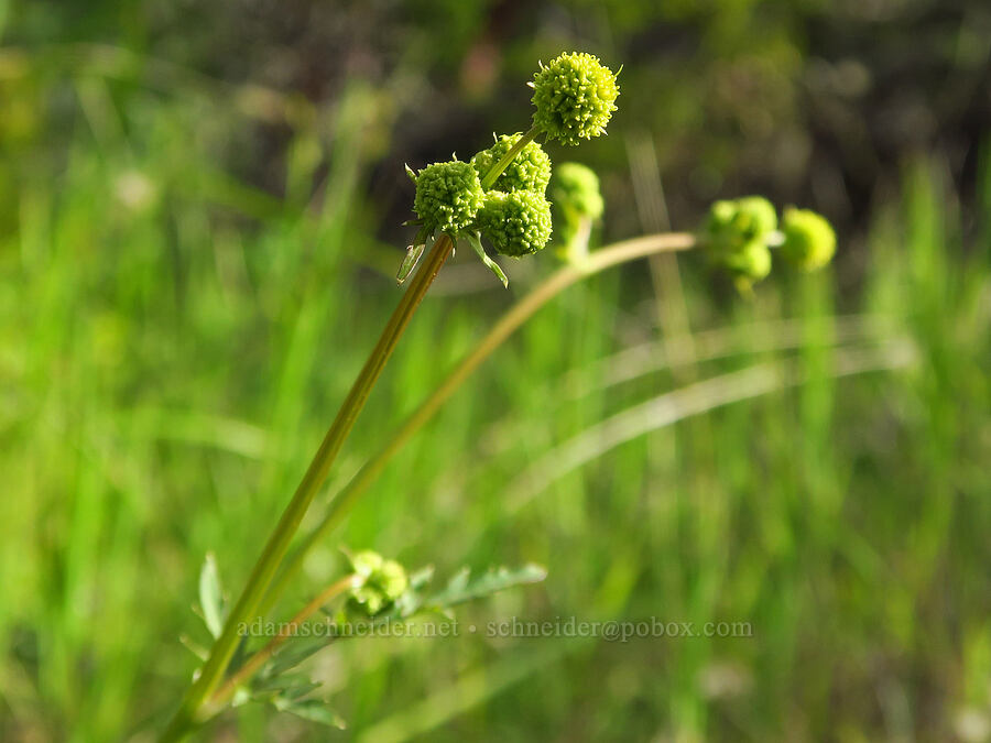 sanicle (which?) (Sanicula sp.) [Upper Bidwell Park, Chico, Butte County, California]
