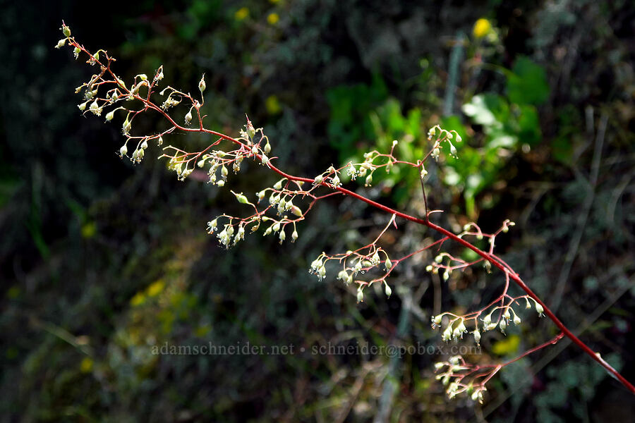 small-flowered alumroot (Heuchera micrantha) [southeast of Mitchell Point, Hood River County, Oregon]