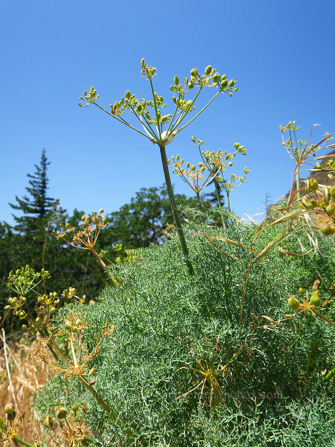 pungent desert parsley, going to seed (Lomatium papilioniferum (Lomatium grayi)) [Mitchell Point, Hood River County, Oregon]