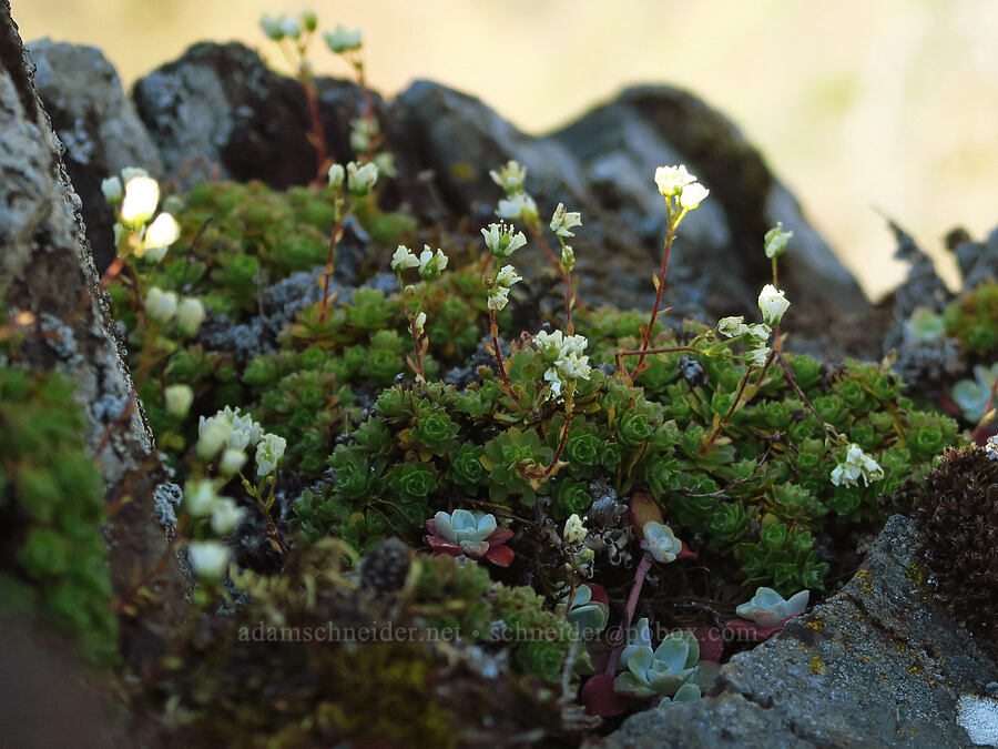 spotted saxifrage (Saxifraga bronchialis ssp. vespertina (Saxifraga vespertina)) [Mitchell Point, Hood River County, Oregon]