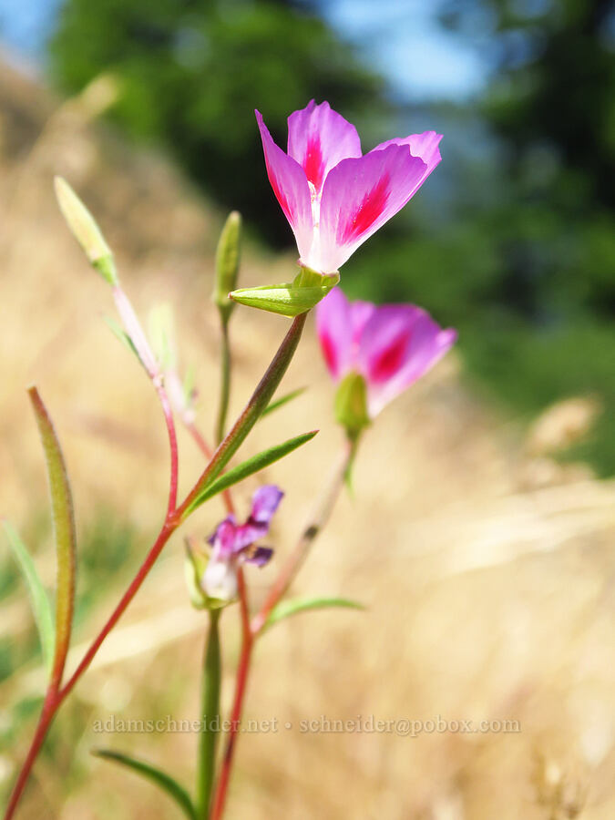 farewell-to-spring (Clarkia amoena ssp. caurina (Godetia pacifica)) [Mitchell Point, Hood River County, Oregon]