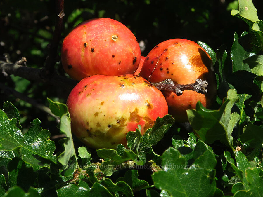 oak apples (galls) on Oregon white oak (Andricus quercuscalifornicus (Andricus californicus), Quercus garryana) [Mitchell Point, Hood River County, Oregon]