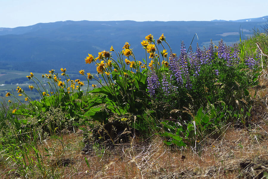 balsamroot & lupines (Balsamorhiza careyana, Lupinus arbustus) [Surveyor's Ridge, Hood River County, Oregon]