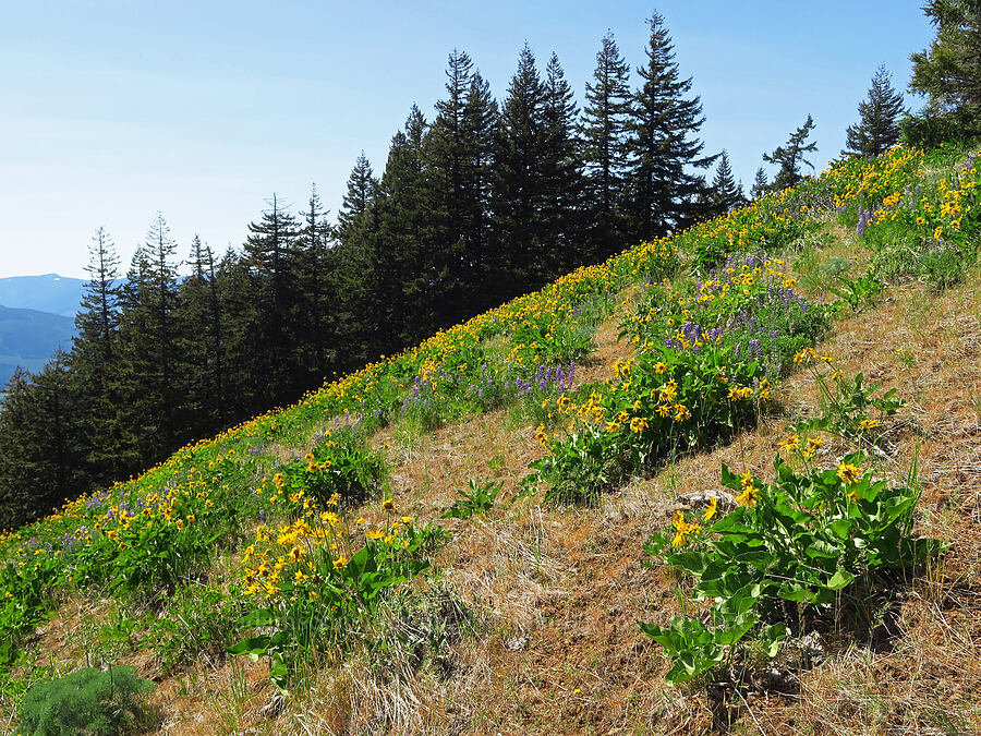 balsamroot & lupines (Balsamorhiza careyana, Lupinus sp.) [Surveyor's Ridge, Hood River County, Oregon]