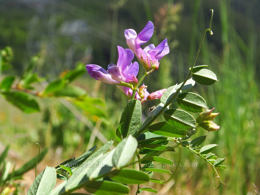 American vetch (Vicia americana) [Surveyor's Ridge, Hood River County, Oregon]