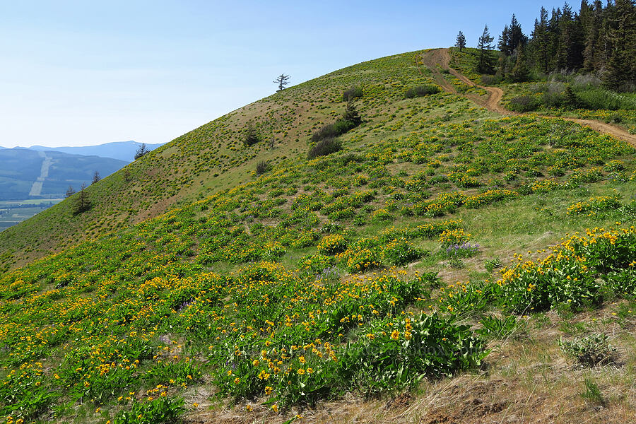 balsamroot (Balsamorhiza careyana) [Surveyor's Ridge, Hood River County, Oregon]