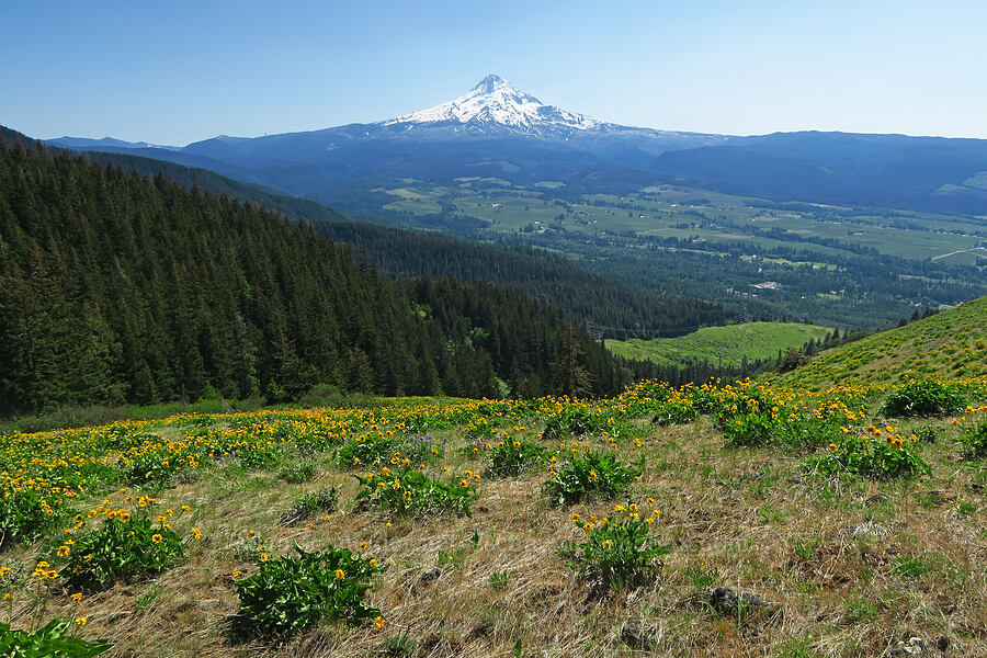 Mount Hood & balsamroot (Balsamorhiza careyana) [Bald Butte, Hood River County, Oregon]