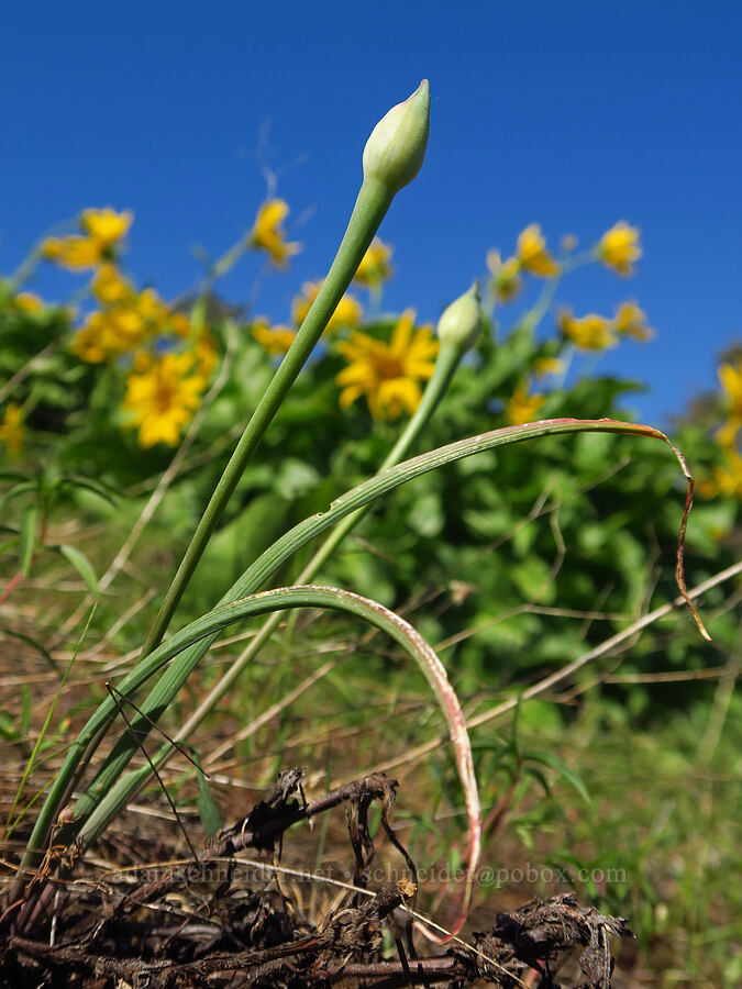 taper-tip onion, budding (Allium acuminatum) [Bald Butte, Hood River County, Oregon]