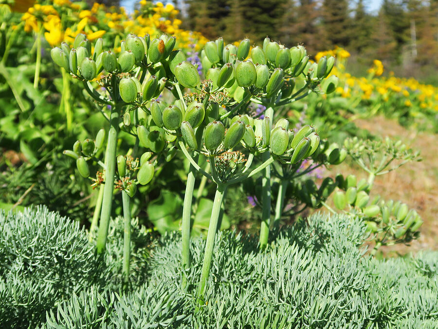 Columbia desert parsley fruits (Lomatium columbianum) [Bald Butte, Hood River County, Oregon]