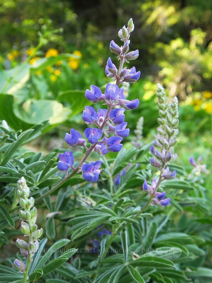 spurred lupine (Lupinus arbustus) [east of Bald Butte, Hood River County, Oregon]