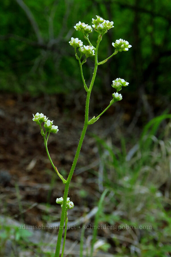 brittle-leaf saxifrage (Micranthes fragosa (Saxifraga integrifolia var. claytoniifolia)) [east of Bald Butte, Hood River County, Oregon]