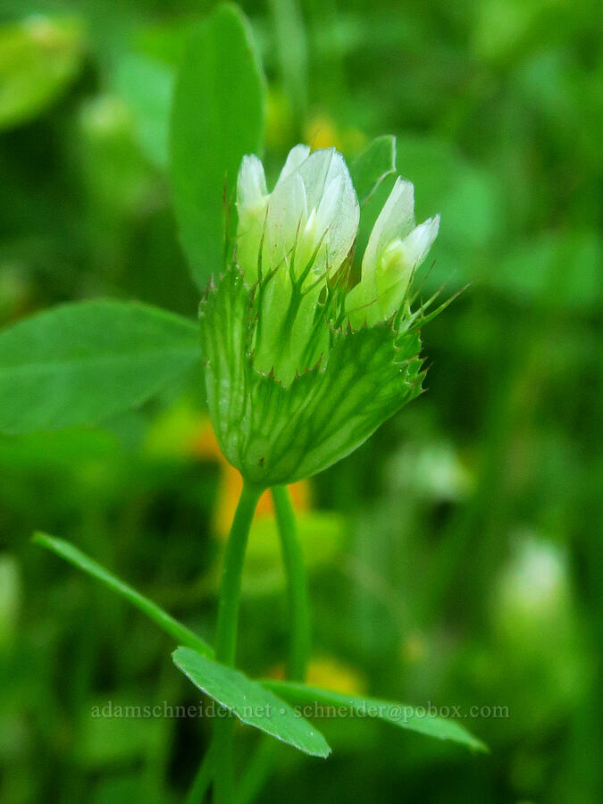 cup clover (Trifolium cyathiferum) [east of Bald Butte, Hood River County, Oregon]