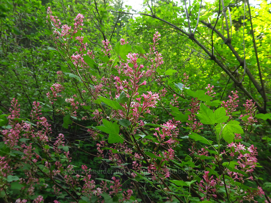 red-flowering currant (Ribes sanguineum) [east of Bald Butte, Hood River County, Oregon]