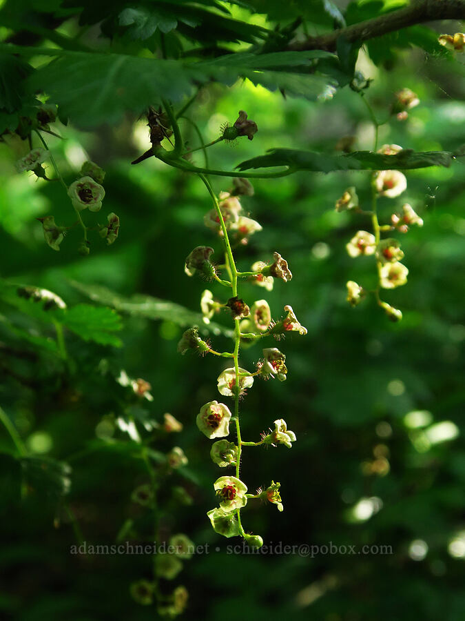prickly swamp currant flowers (Ribes lacustre) [east of Bald Butte, Hood River County, Oregon]