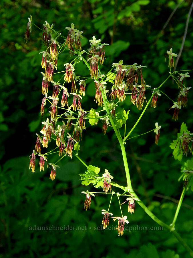 false meadow-rue, male flowers (Thalictrum occidentale) [east of Bald Butte, Hood River County, Oregon]
