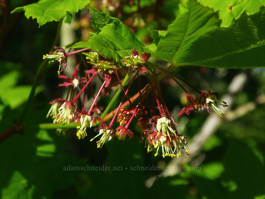 vine maple flowers (Acer circinatum) [east of Bald Butte, Hood River County, Oregon]