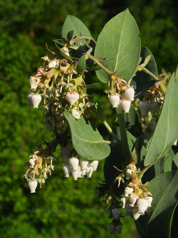 Columbia manzanita (Arctostaphylos columbiana) [east of Bald Butte, Hood River County, Oregon]