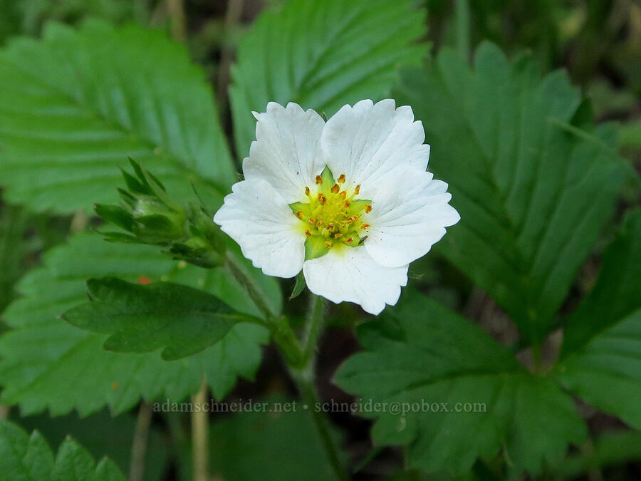 wild strawberry with fringed petals (Fragaria vesca) [southeast of Bald Butte, Hood River County, Oregon]