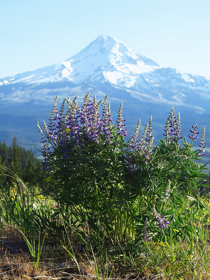 spurred lupine & Mount Hood (Lupinus arbustus) [Bald Butte Trailhead, Hood River County, Oregon]