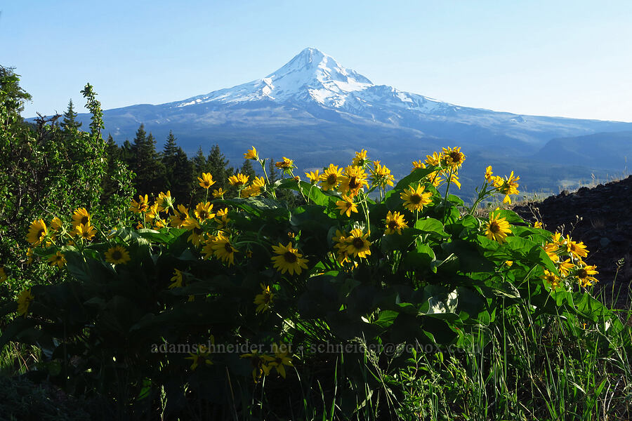 balsamroot & Mt. Hood (Balsamorhiza careyana) [Bald Butte Trailhead, Hood River County, Oregon]