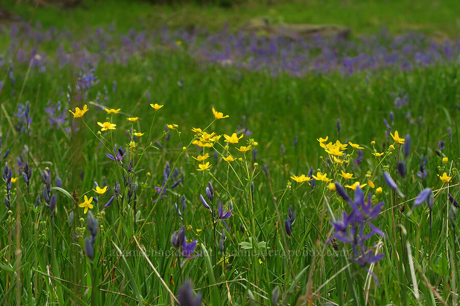 western buttercups & camas (Ranunculus occidentalis, Camassia quamash) [Camassia Natural Area, West Linn, Clackamas County, Oregon]