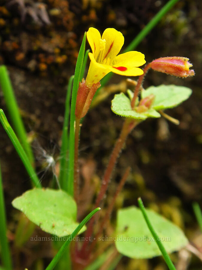 chickweed monkeyflower (Erythranthe alsinoides (Mimulus alsinoides)) [Camassia Natural Area, West Linn, Clackamas County, Oregon]