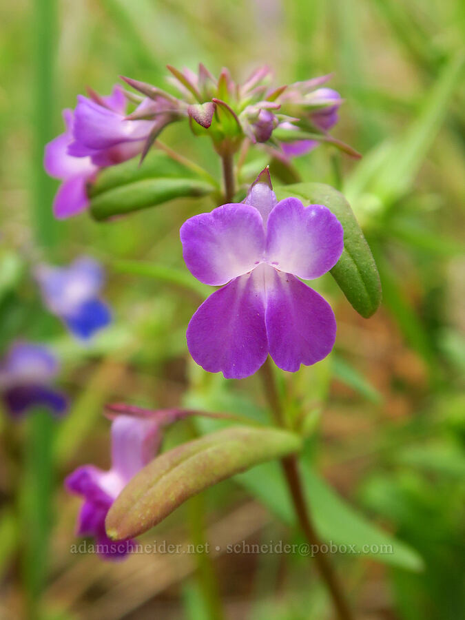 purple blue-eyed-Mary (Collinsia grandiflora) [Camassia Natural Area, West Linn, Clackamas County, Oregon]