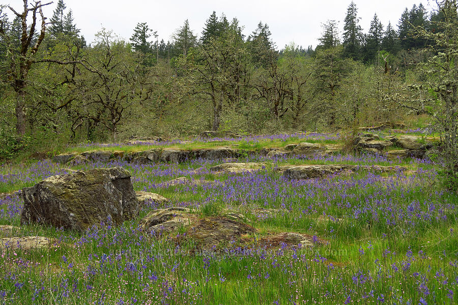 basalt camas meadow (Camassia quamash) [Camassia Natural Area, West Linn, Clackamas County, Oregon]